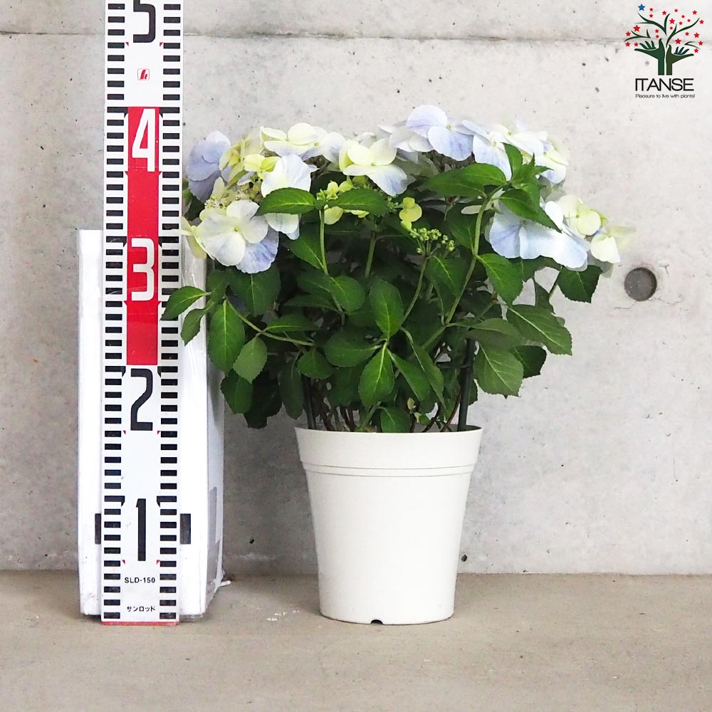 アジサイ フレンチボレロ ブルー【花苗 5号鉢】｜ 【植物の