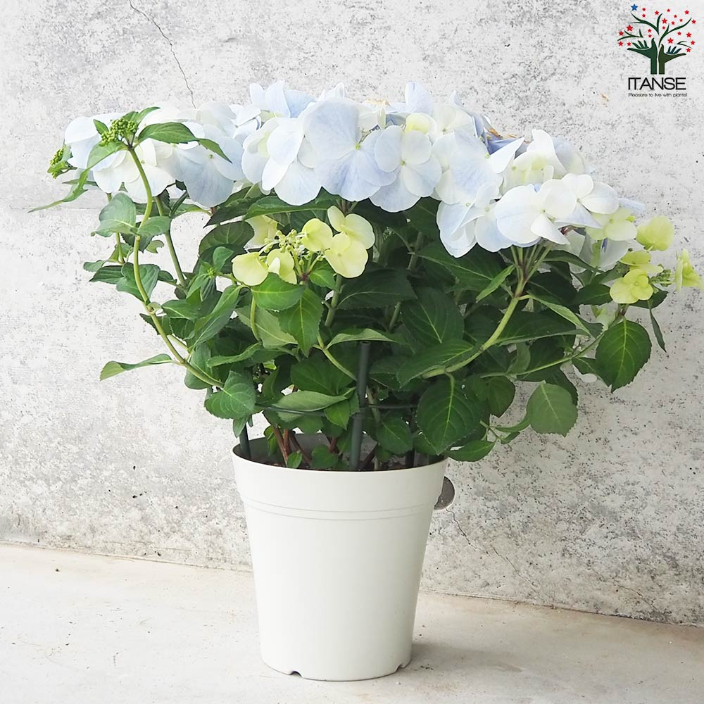 アジサイ フレンチボレロ ブルー【花苗 5号鉢】｜ 【植物の