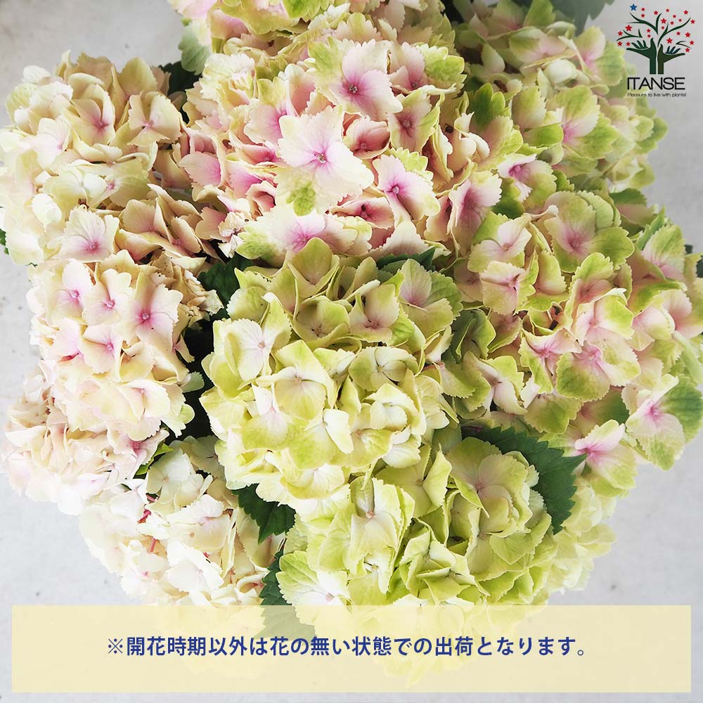 アジサイ レモンキス ピンク【花苗 6号鉢】｜ 【植物のITANSE