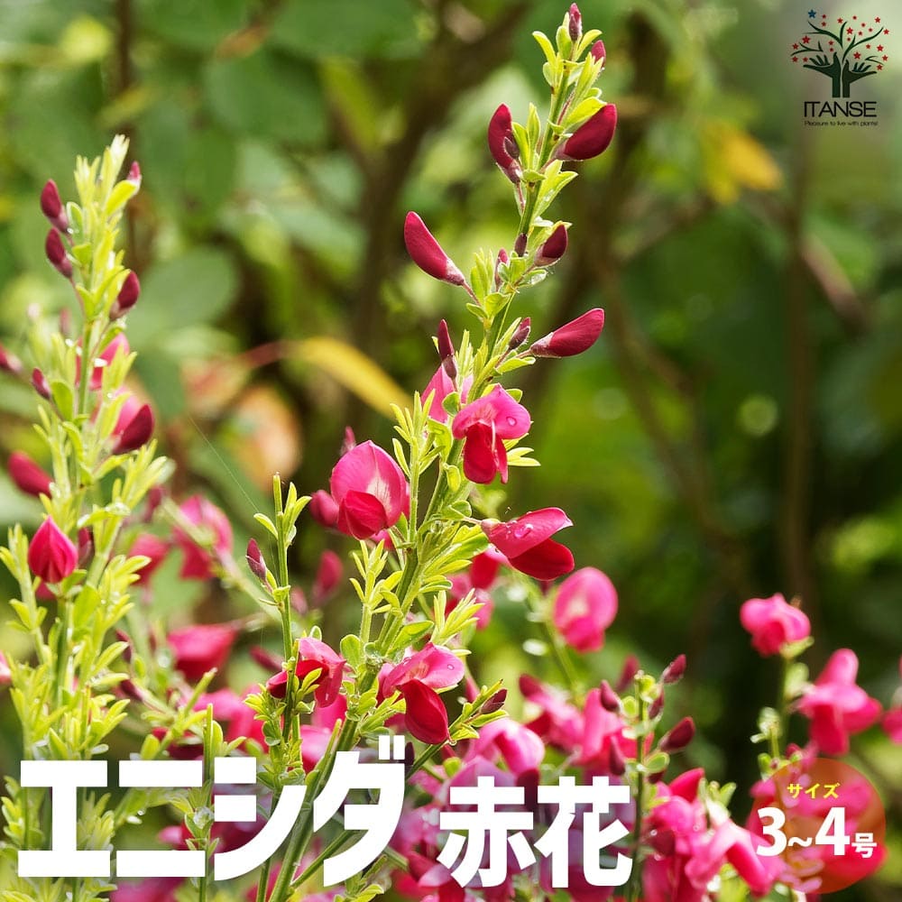 エニシダ 赤花【花苗 3～4号ポット】｜ 【植物のITANSE】全品