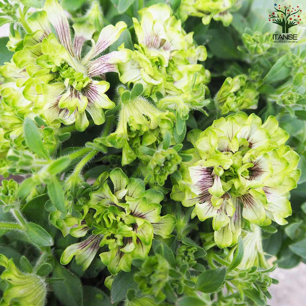 変わり咲きペチュニア シャルマン パッセ【花苗 3号ロングポット