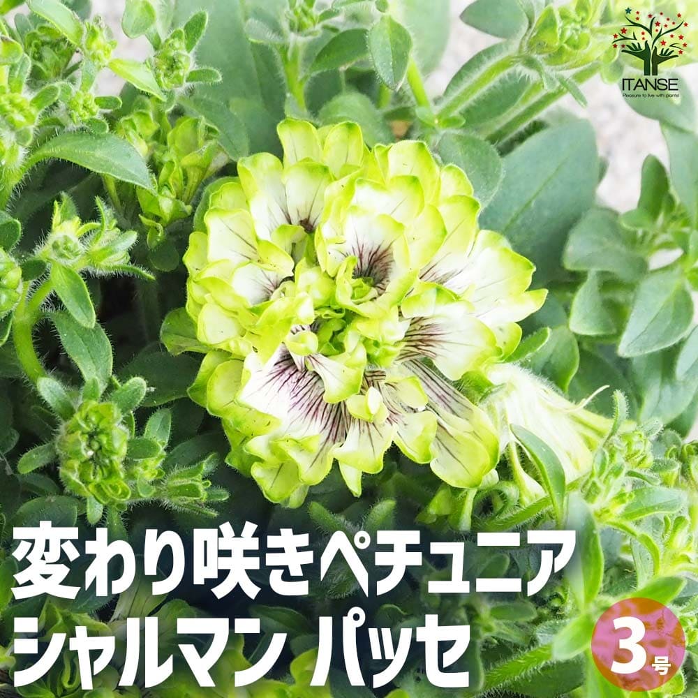 変わり咲きペチュニア シャルマン パッセ【花苗 3号ロングポット】