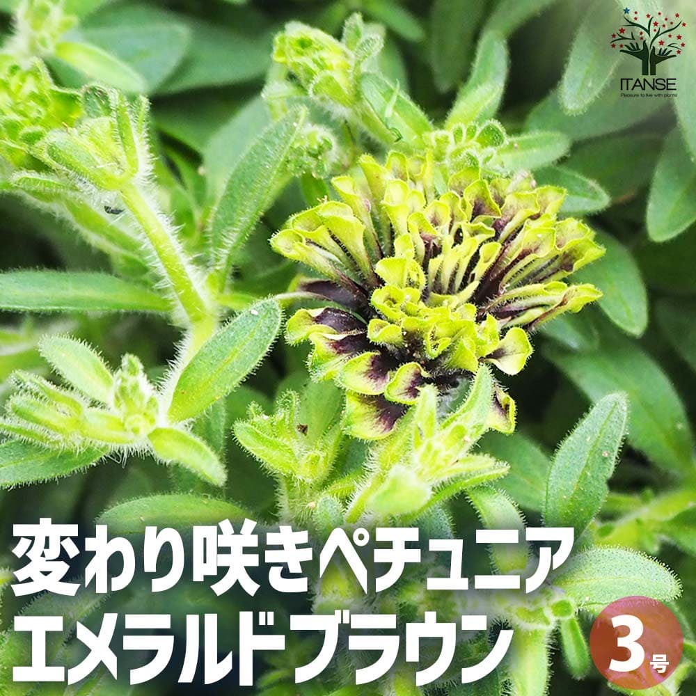 変わり咲きペチュニア エメラルドブラウン【花苗 3号ロングポット】