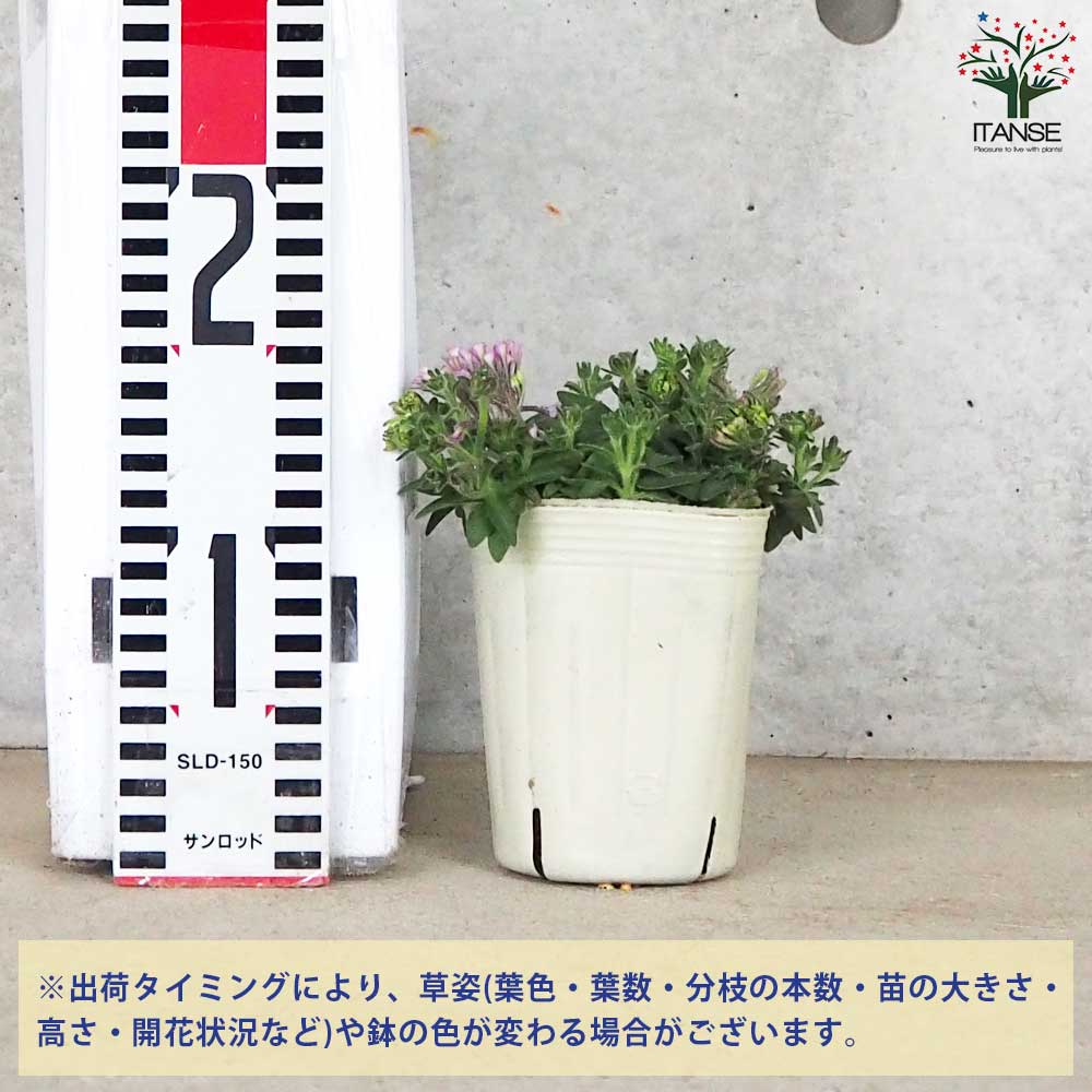 咲花様　40枚 Usakumya Lace Drawers (2025) by Baby, the Stars Shine Bright