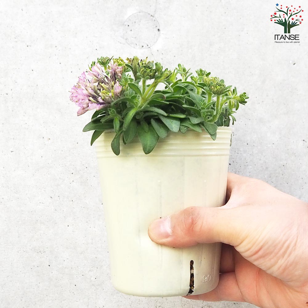 咲花様　40枚 Usakumya Lace Drawers (2025) by Baby, the Stars Shine Bright