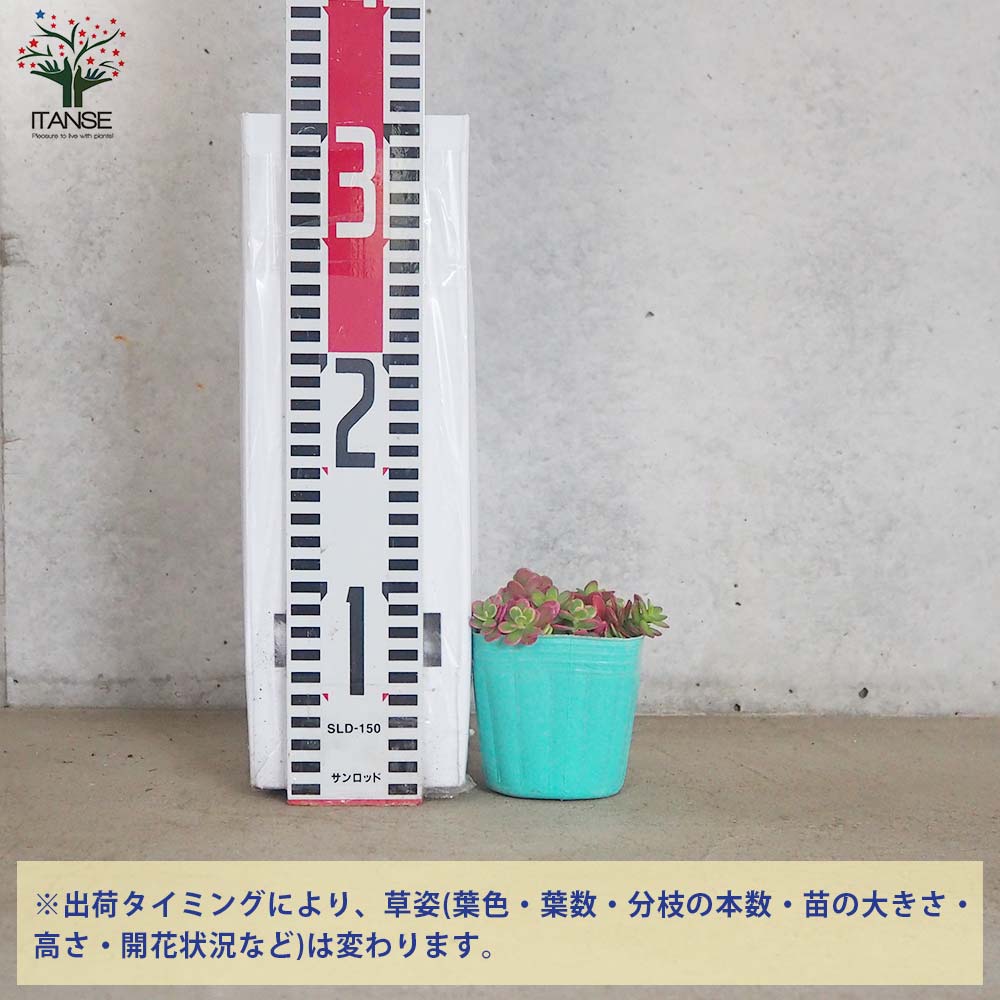 ポーチュラカ マジカルキューティー 色ミックス2個～【花苗 3号ポット