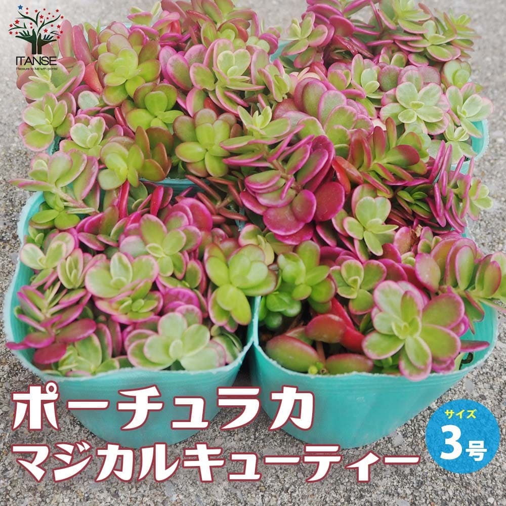 【サービス品@980】マジカルキューティー ポーチュラカ マジカルキューティー 色ミックス2個～【花苗 3号ポット