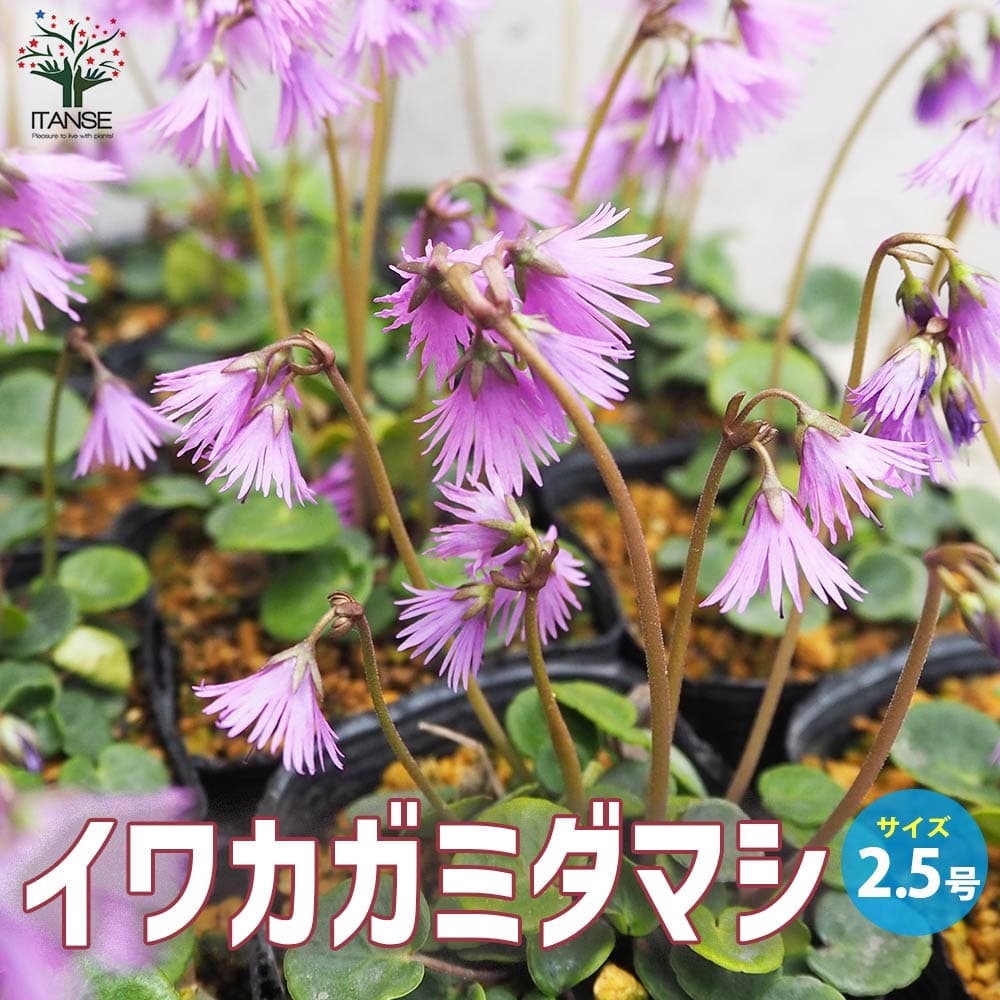 イワカガミダマシ(ソルダネラ・アルピナ)【花苗 2.5号ポット