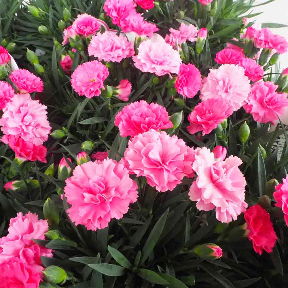 カーネーション(ダイアンサス) アイラブユー【花苗 4号ポット】