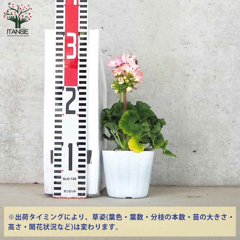 ゼラニウム ストロベリーアイス【花苗 3.5号ポット】｜ 【植物の