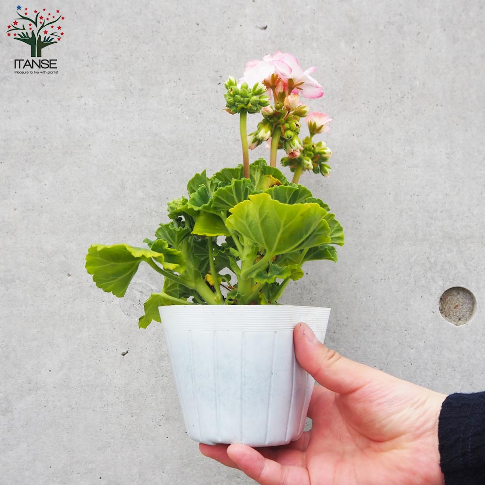 MM出品◆ヌアンジュン・ナムワアイス、１２０ｃｍｘ６苗 eYe JUNYA WATANABE MAN（アイジュンヤワタナベ マン）× New Manual