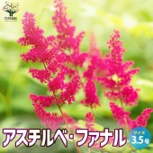 アスチルベ ファナル【花苗 3.5号ポット】|花苗