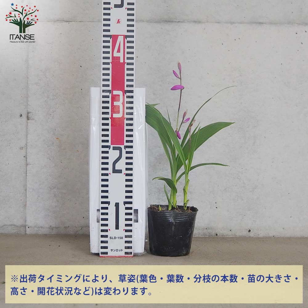 シラン(紫蘭) 斑入り葉【花苗 3.5号ポット】｜ 【植物のITANSE