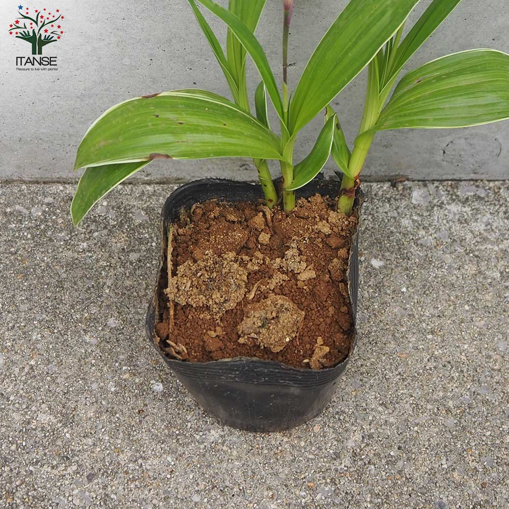 紫蘭シラン苗 蘭朱蘭 球根 斑入り葉も混植 芽吹き後 色は確認30円〜 シラン(紫蘭) 斑入り葉【花苗 3.5号ポット】｜ 【植物のITANSE