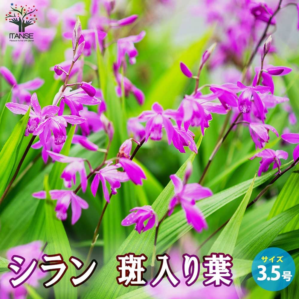 紫蘭シラン苗 蘭朱蘭 球根 斑入り葉も混植 芽吹き後 色は確認30円〜 シラン(紫蘭) 斑入り葉【花苗 3.5号ポット】｜ 【植物のITANSE