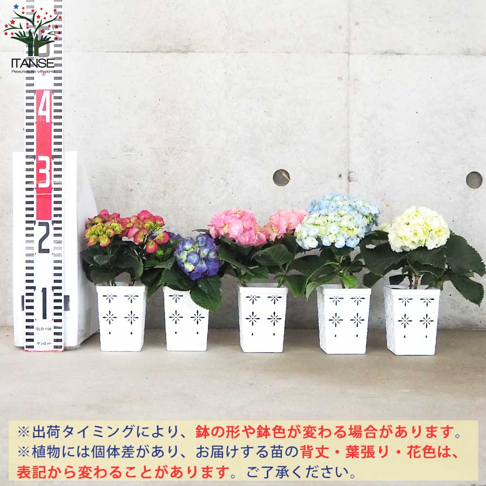 キッチンアジサイ 底面給水鉢／花色ミックス見計い2個～【花苗 3.5号