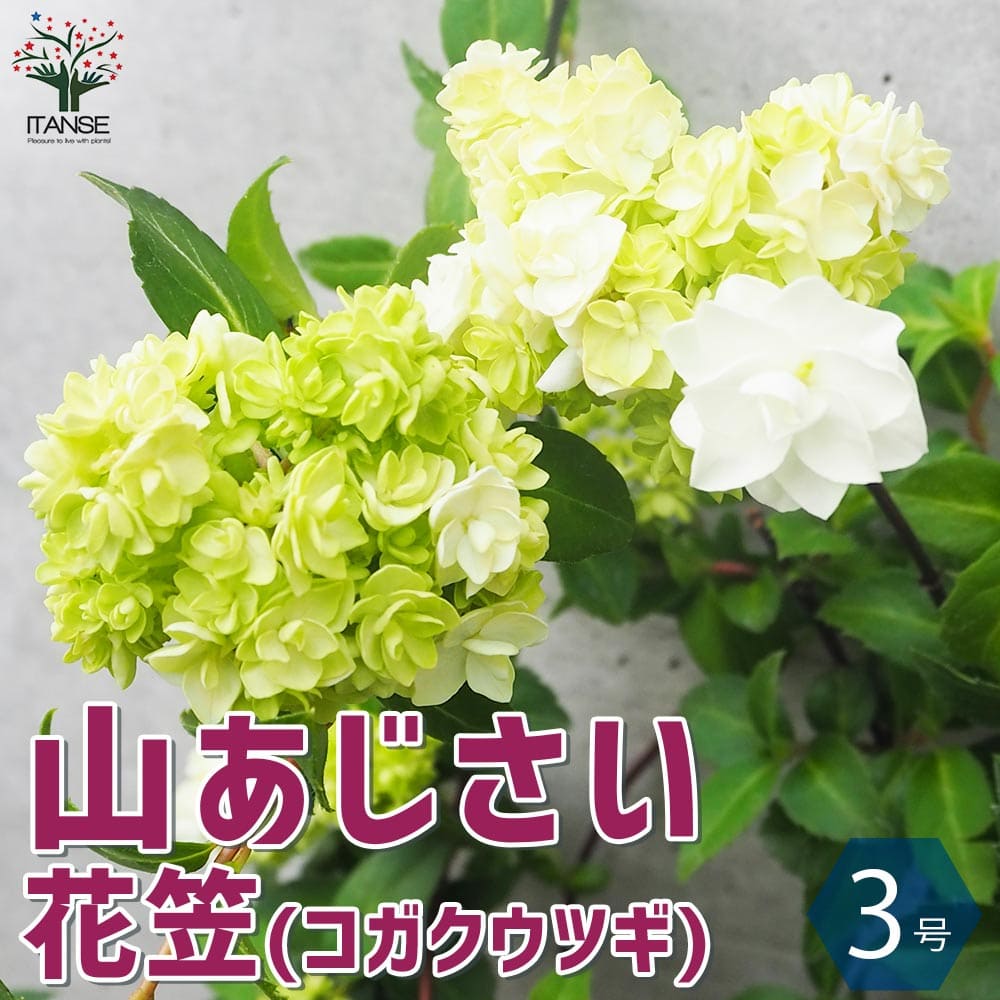 山アジサイ 花笠(コガクウツギ)【花苗 3号ポット】｜ 【植物の