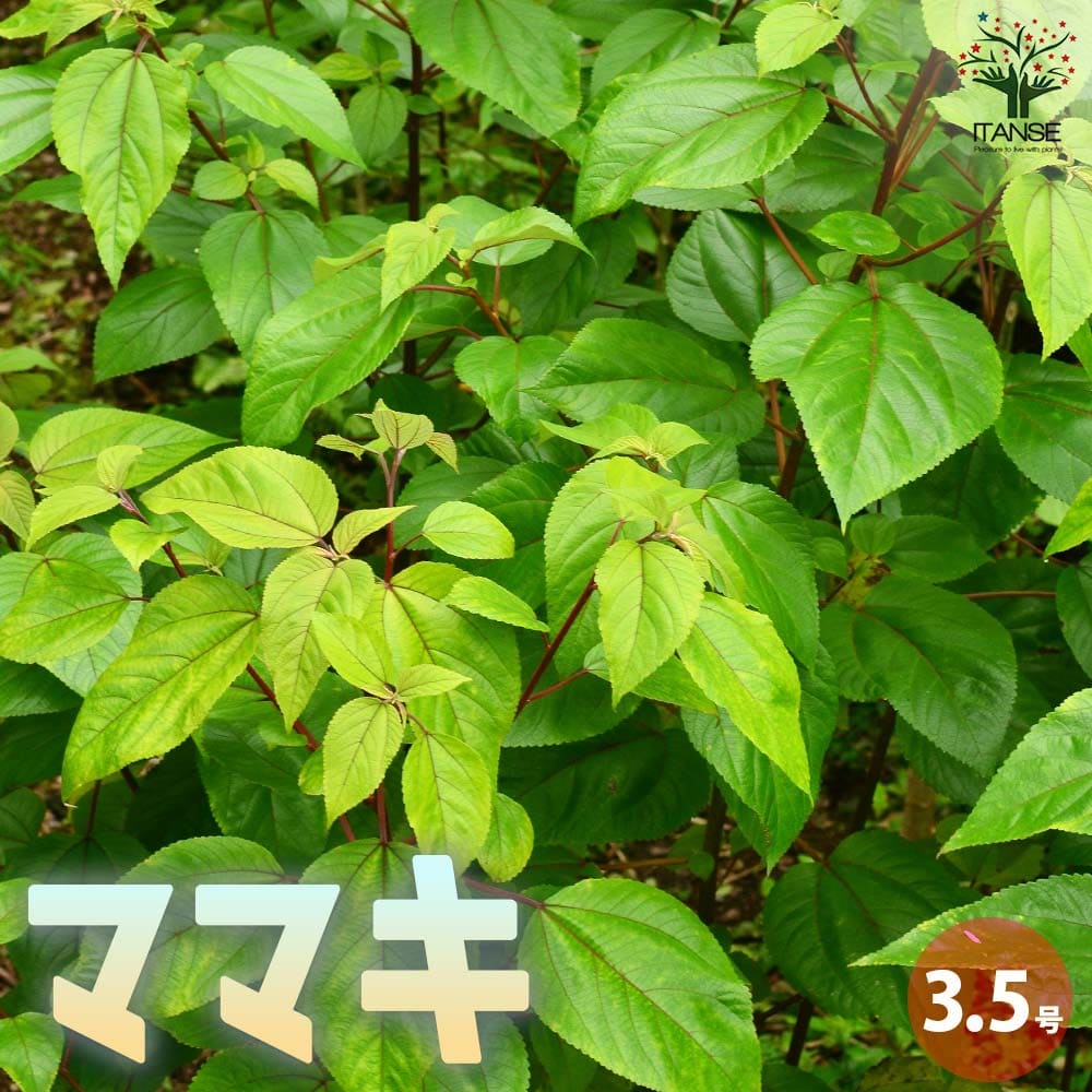 ママキ【ハーブの苗 3.5号ポット】｜ 【植物のITANSE】全品送料
