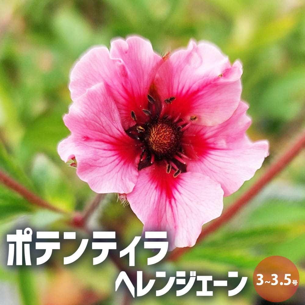 ポテンティラ ヘレンジューン【花苗 3～3.5号ポット】