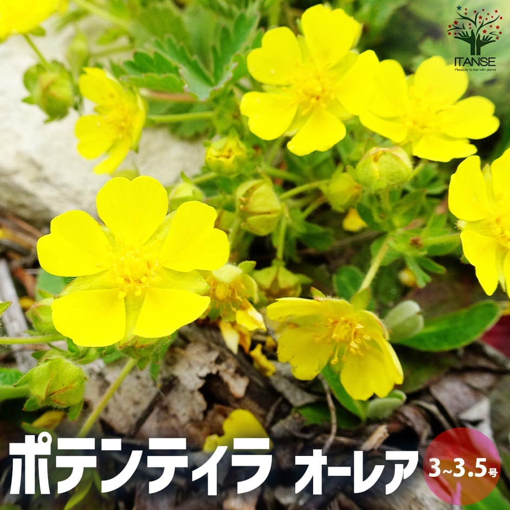 ポテンティラ オーレア【花苗 3～3.5号ポット】