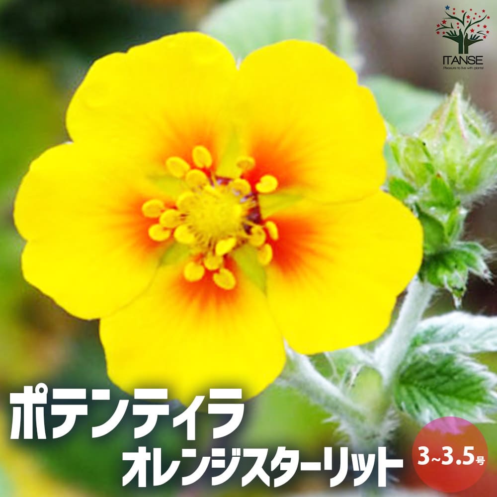 ポテンティラ オレンジスターリット【花苗 3～3.5号ポット】