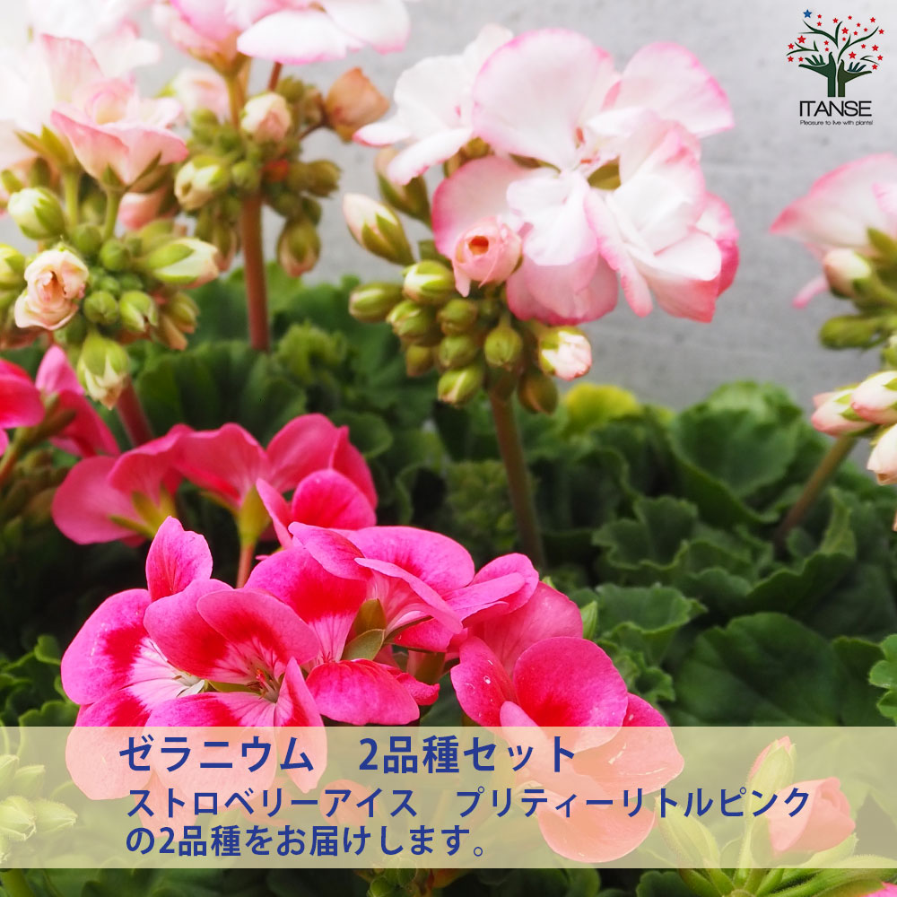 お得意です ゼラニューム。レアな品種。 お得意です ゼラニューム