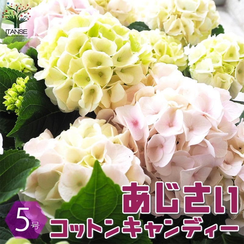 アジサイ ITANSEセレクション10品種各1個セット【花苗 3.5号