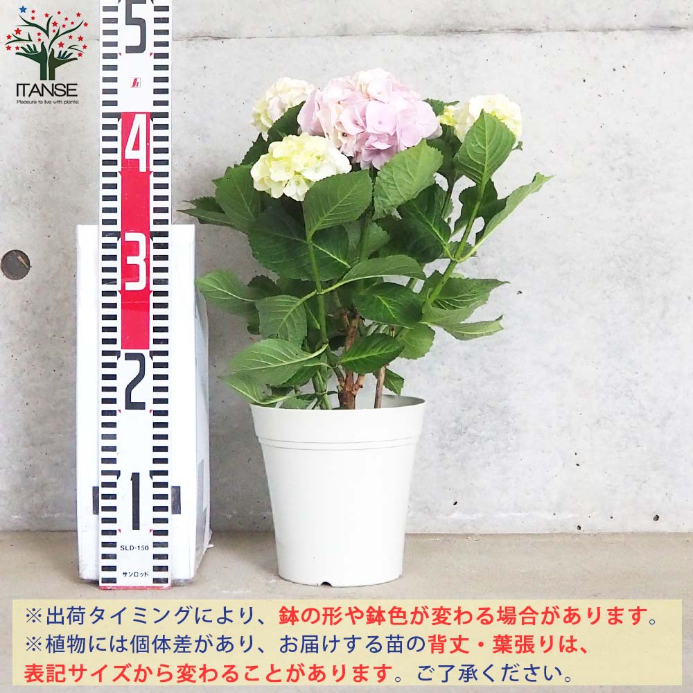 アジサイ コットンキャンディ【花苗 5号鉢】｜ 【植物のITANSE