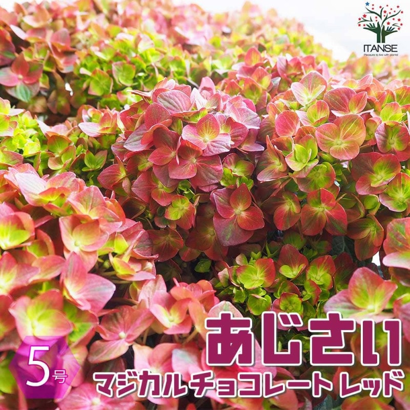 アジサイ マジカルチョコレート・ブルー【花苗 5号鉢】｜ 【植物の
