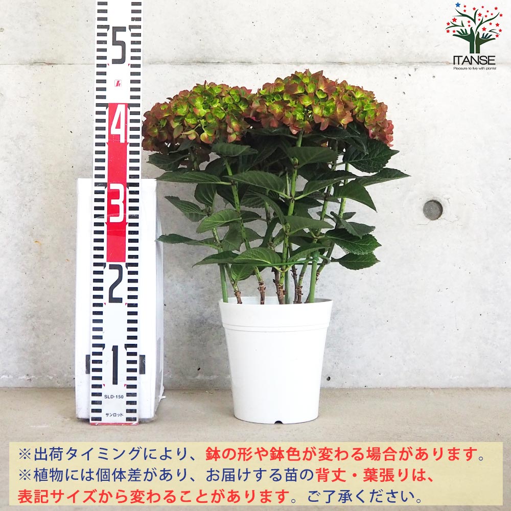 【花苗】4鉢限定　紫陽花　マジカルチョコレート　② 特大花　正規品　タグ付き 花苗】4鉢限定 紫陽花 マジカルチョコレート ② 特大花 正規品 タグ