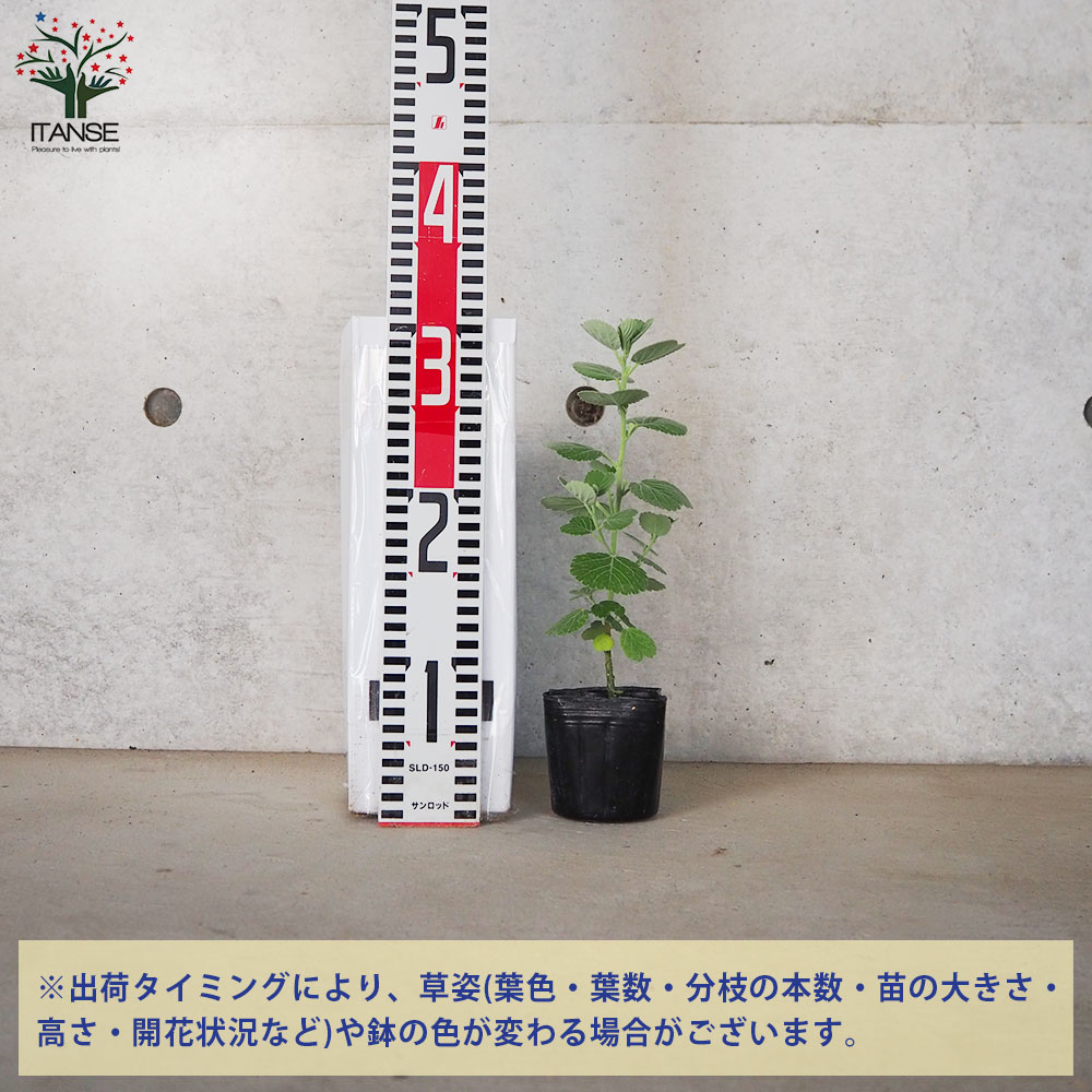 イリマ ニュータイプ【花苗 9cmポット】｜ 【植物のITANSE】全品