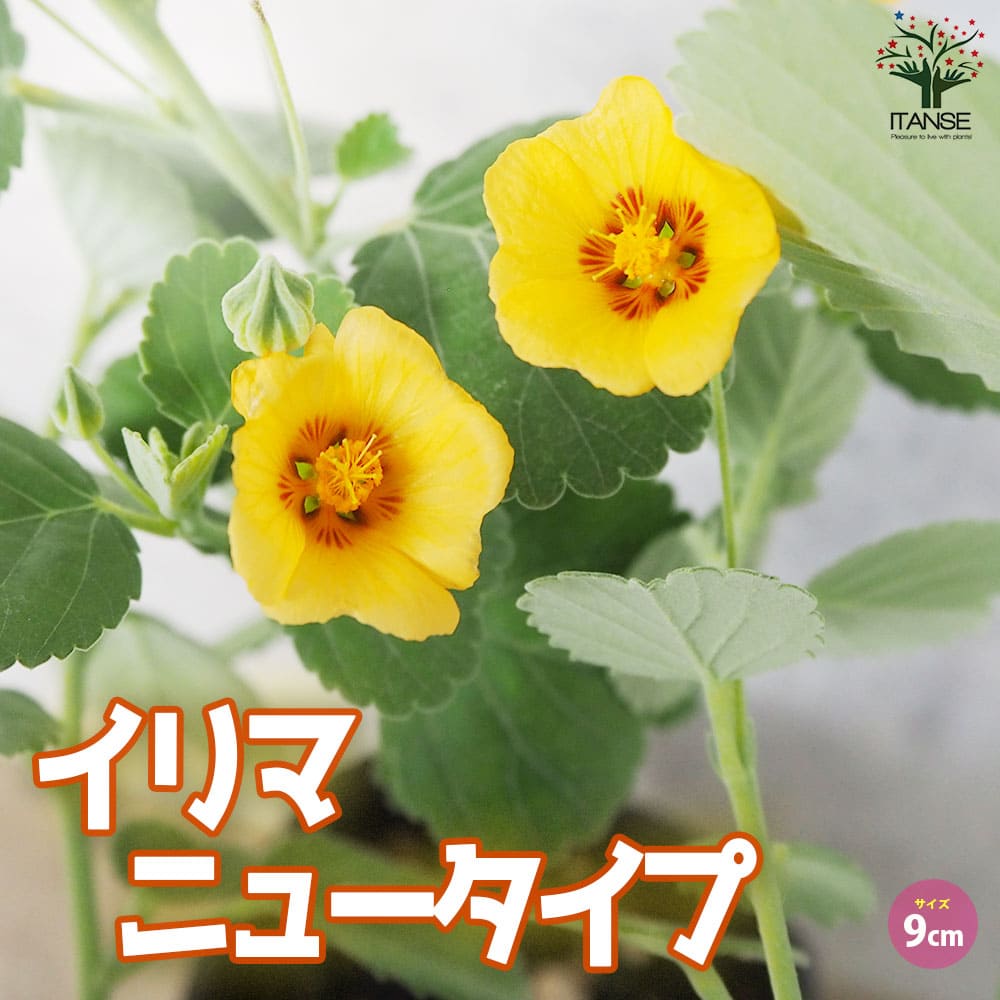 イリマ ニュータイプ【花苗 9cmポット】｜ 【植物のITANSE】全品