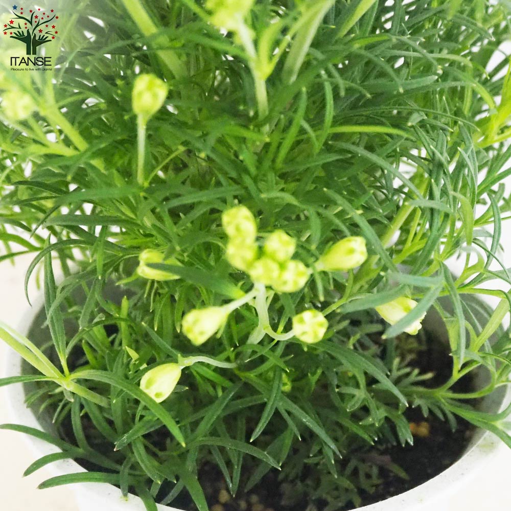 デルフィニウム さくらひめ【花苗 4号ポット】｜ 【植物のITANSE