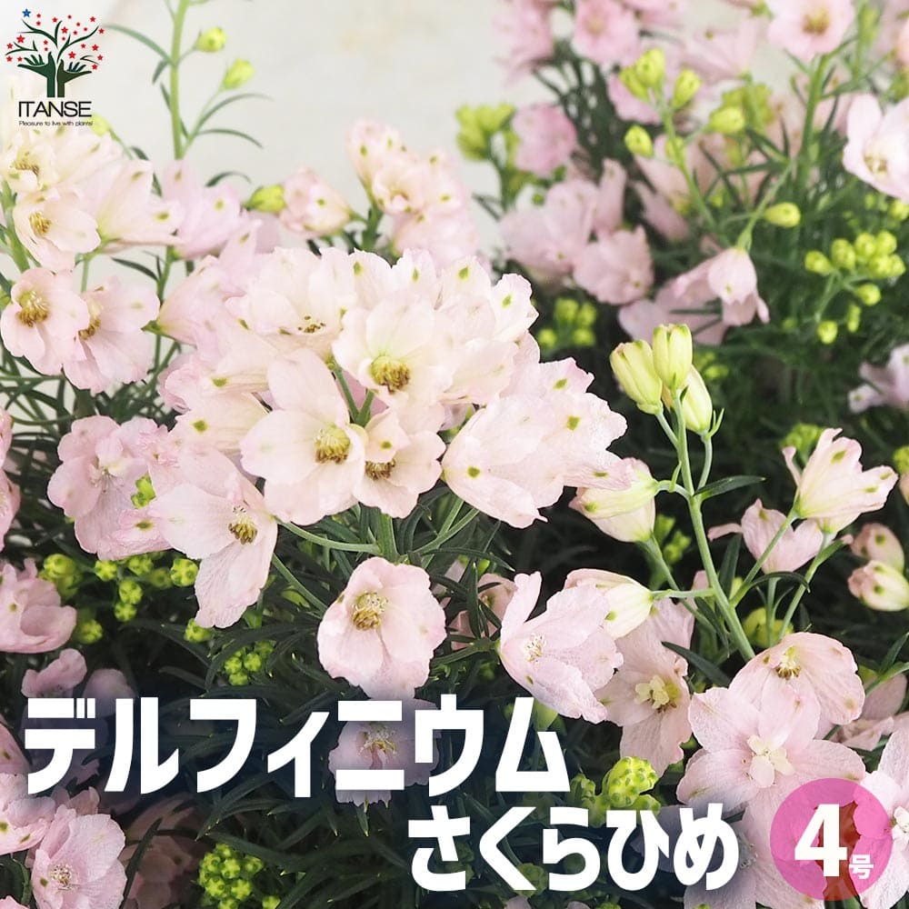 デルフィニウム さくらひめ【花苗 4号ポット】｜ 【植物のITANSE