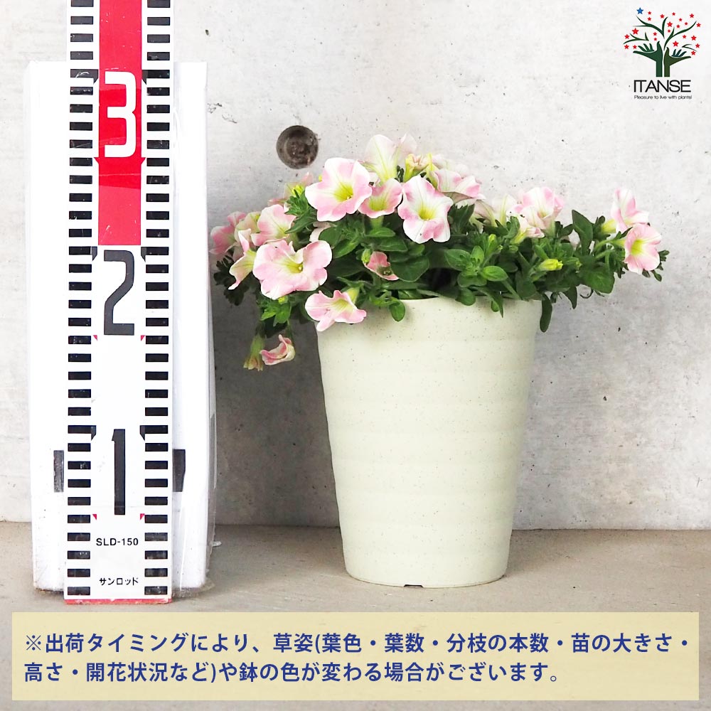 サフィニア アート・ももいろハート【花苗 5号鉢】｜ 【植物の