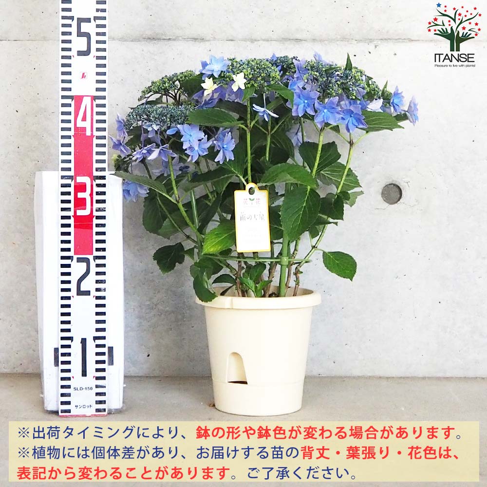 アジサイ 雨のち星(アメノチホシ)【花苗 5号底面給水鉢】｜ 【植物の