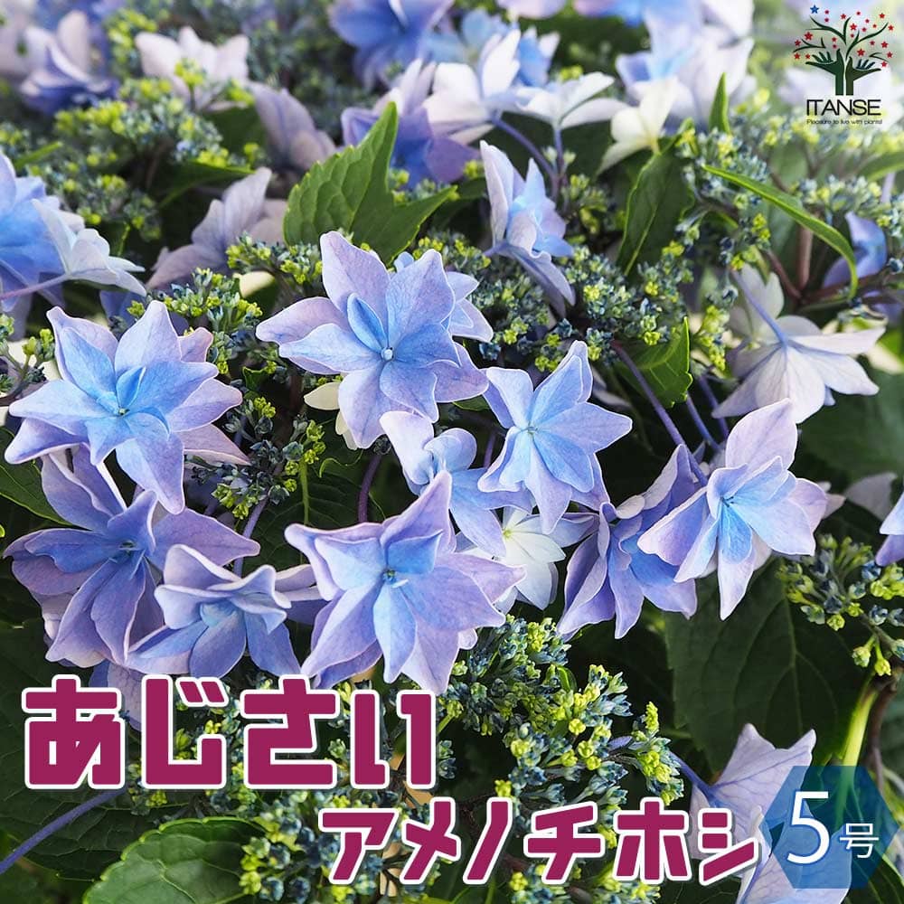 紫陽花苗5号鉢【来季用】/底面給水 紫陽花苗5号鉢【来季用】/底面給水 底面給水鉢
