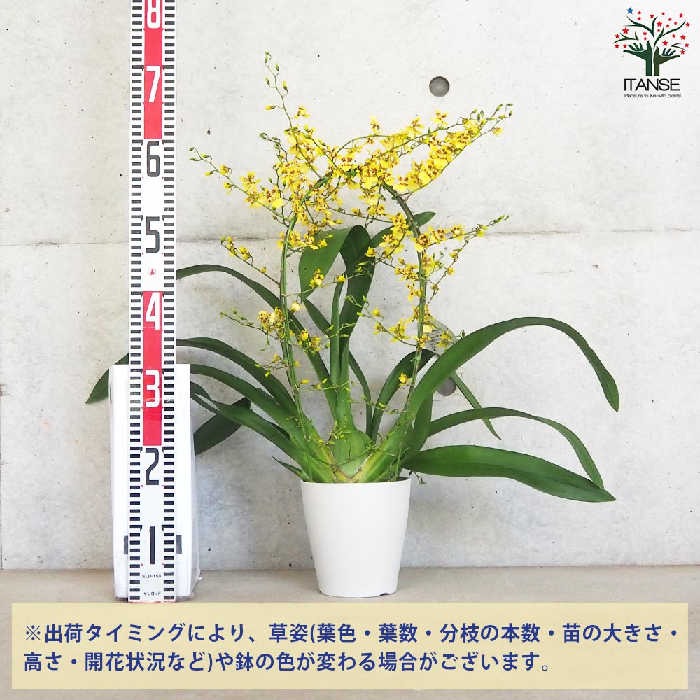 ミルトニジウム ゴージャス 行燈仕立て【花苗 5号鉢】｜ 【植物の