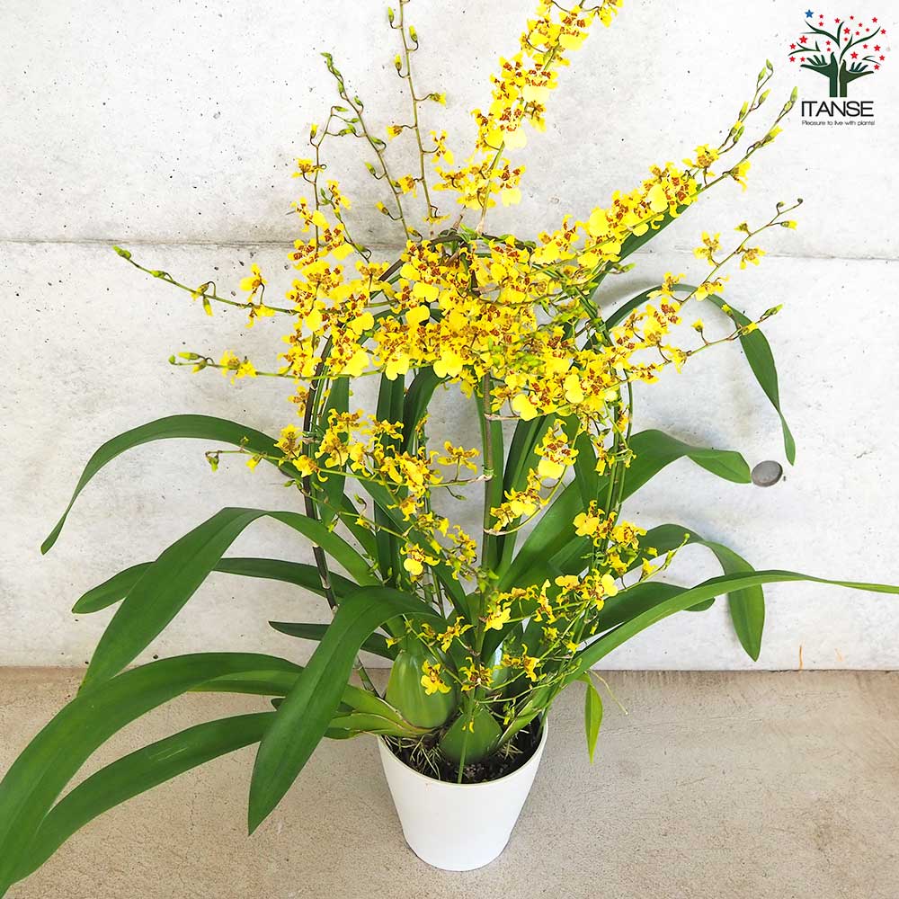 ミルトニジウム ゴージャス 行燈仕立て【花苗 5号鉢】｜ 【植物の