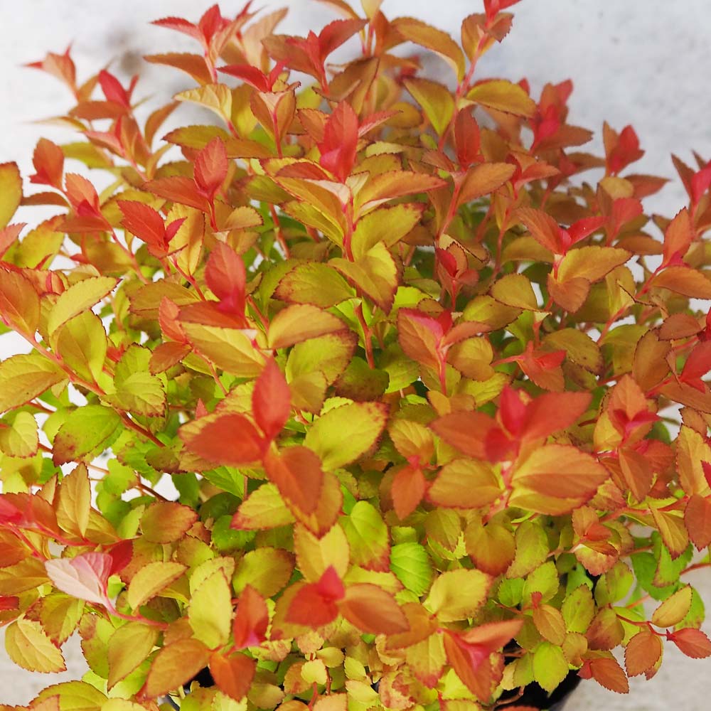 モレッティ３色セット各２枚づつ（白・黄・緑）　　　しゃたばかたぶら MT2-STD/M ~Butterscotch Blonde~ #17262 | 【クロサワ楽器店