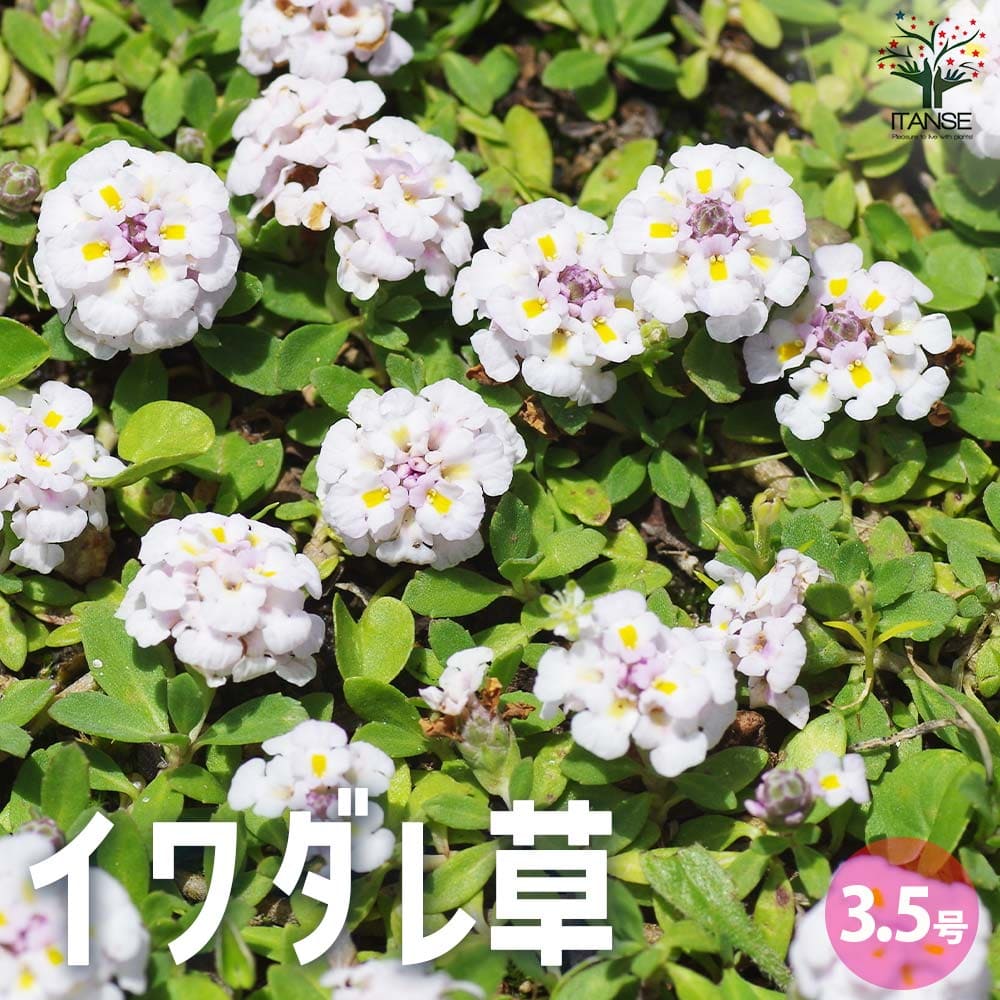 イワダレ草(岩垂草)【花苗 3.5号ポット】