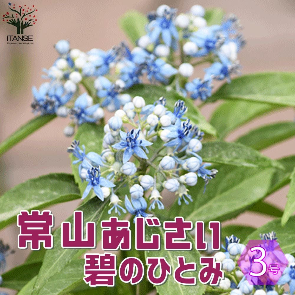 常山アジサイ 碧のひとみ【花苗 3号ポット】｜ 【植物のITANSE