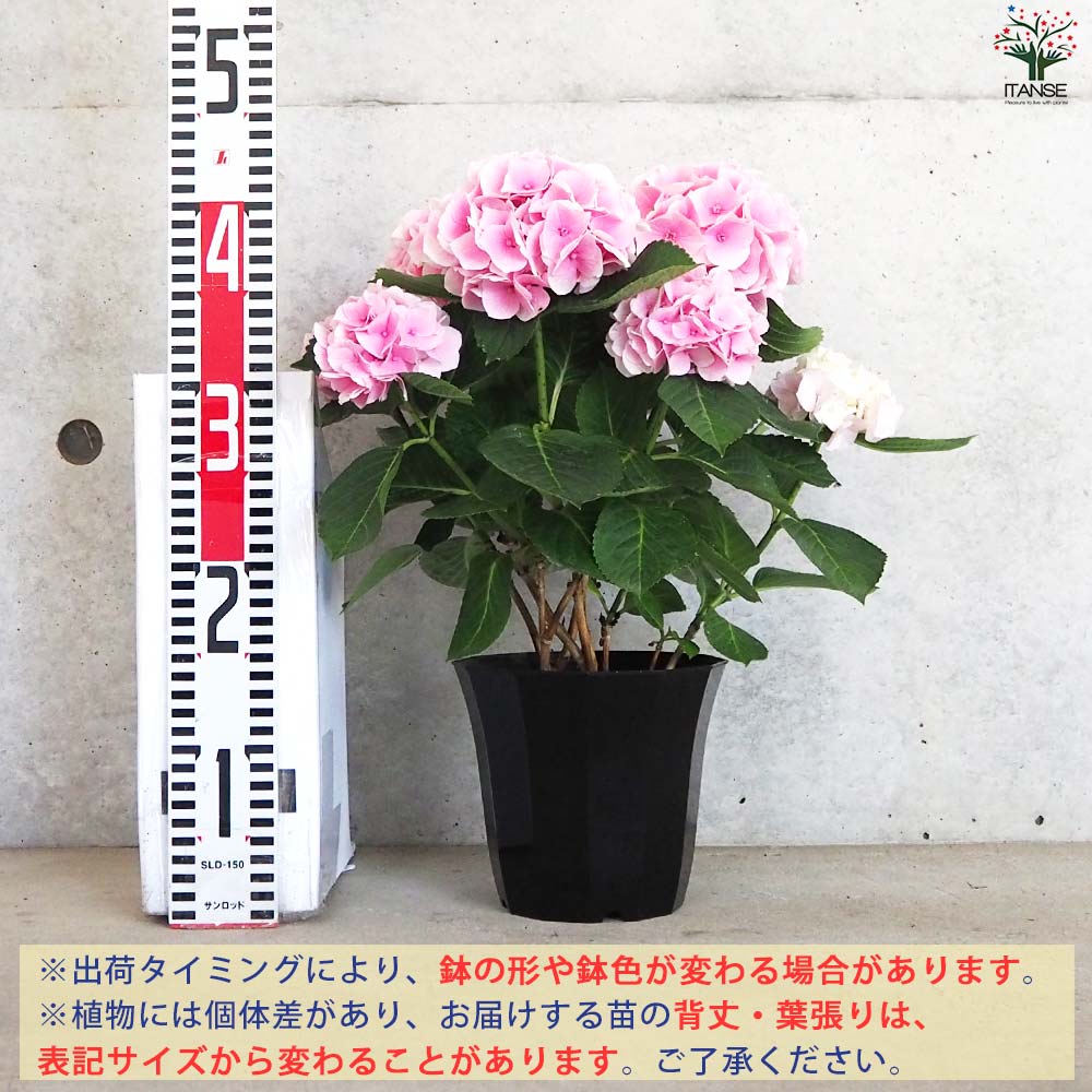 アジサイ コットンキャンディー ピンク【花苗 5号鉢】｜ 【植物の