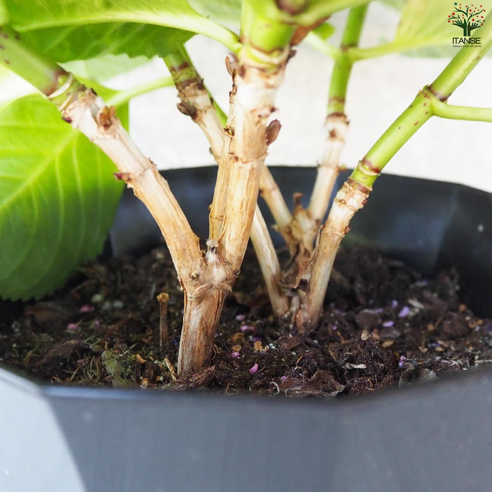 アジサイ コットンキャンディー ピンク【花苗 5号鉢】｜ 【植物
