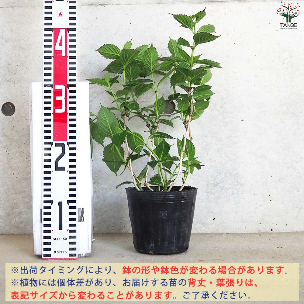 ヤマアジサイ 海峡(カイキョウ)【花苗 4.5号ポット】｜ 【植物の