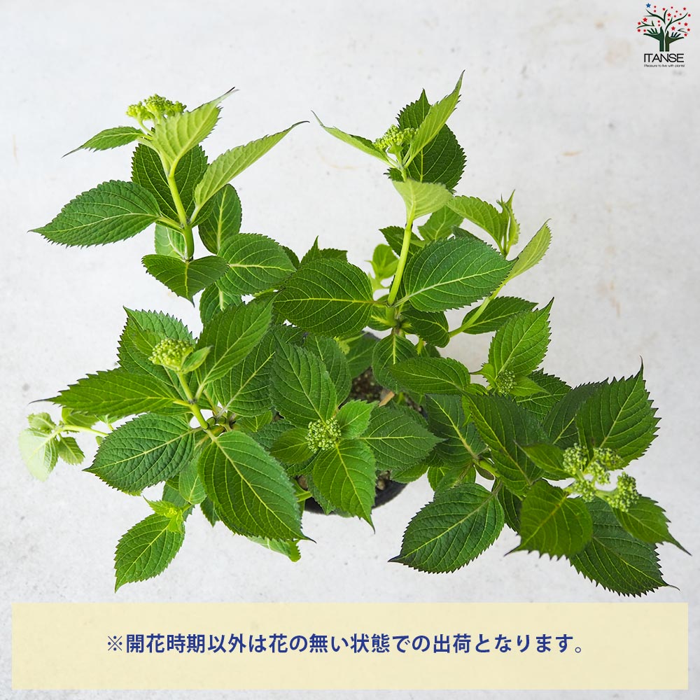 【花苗】ヤマアジサイ　海峡　ポットごと発送　山紫陽花　山アジサイ　カイキョウ ヤマアジサイ：カイキョウ（海峡）3号ポット の通販 | 園芸ネット
