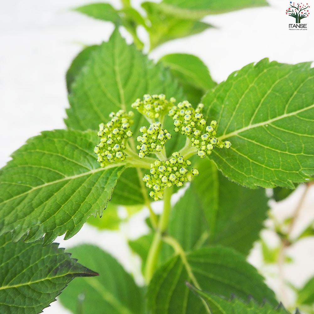 【花苗】ヤマアジサイ　海峡　ポットごと発送　山紫陽花　山アジサイ　カイキョウ ヤマアジサイ 海峡(カイキョウ)【花苗 4.5号ポット】｜ 【植物の