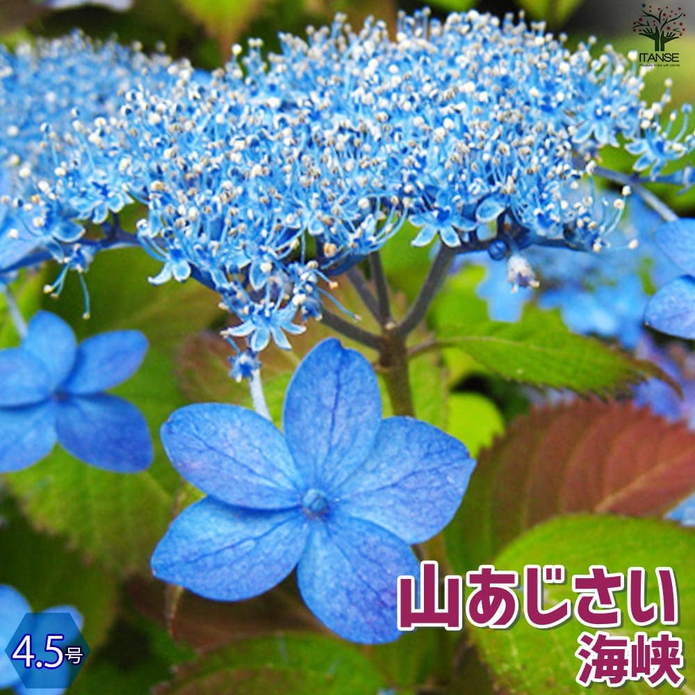 ヤマアジサイ 海峡(カイキョウ)【花苗 4.5号ポット】｜ 【植物の