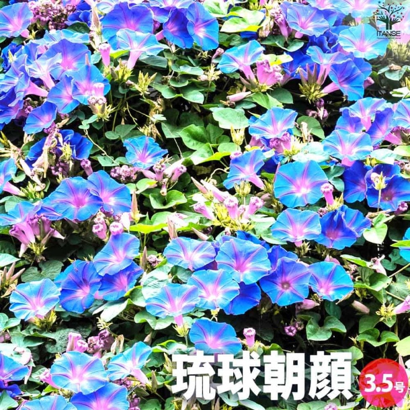ユーカリグニ― 苗木 130cm❗大型8号 シルバーグリーンの葉色 美形株 ユーカリの苗木 グニー【庭木 8号ポット／1個売り】｜ 【植物の