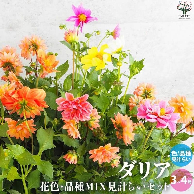 巨大輪プリンセスダリア 色ミックス見計らいセット2個～【花苗3.5号